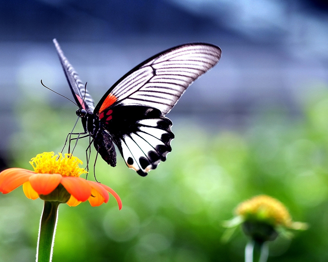 Beautiful Butterfly on Orange Flower for 1280 x 1024 resolution