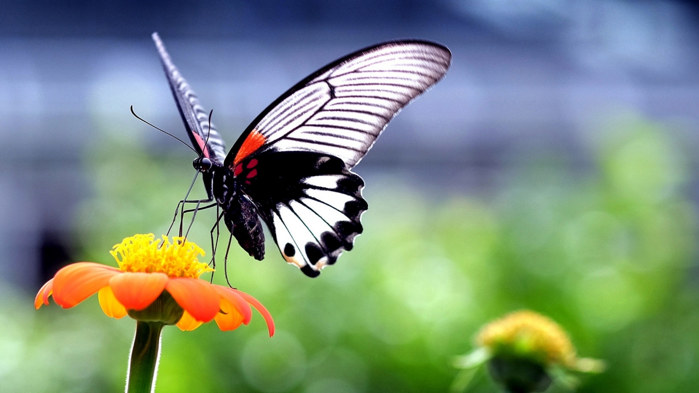 Beautiful Butterfly on Orange Flower for 1366 x 768 HDTV resolution