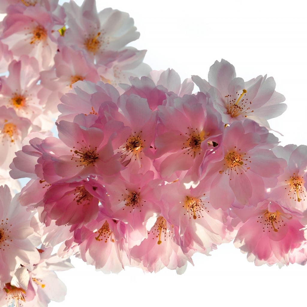 Beautiful Cherry Flowers for 1024 x 1024 iPad resolution