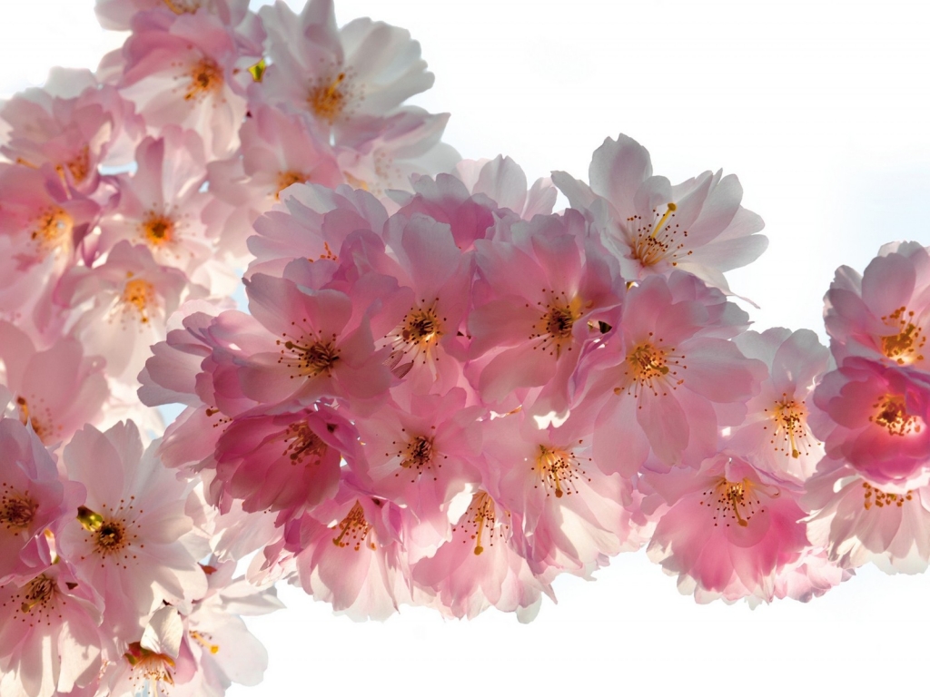 Beautiful Cherry Flowers for 1024 x 768 resolution