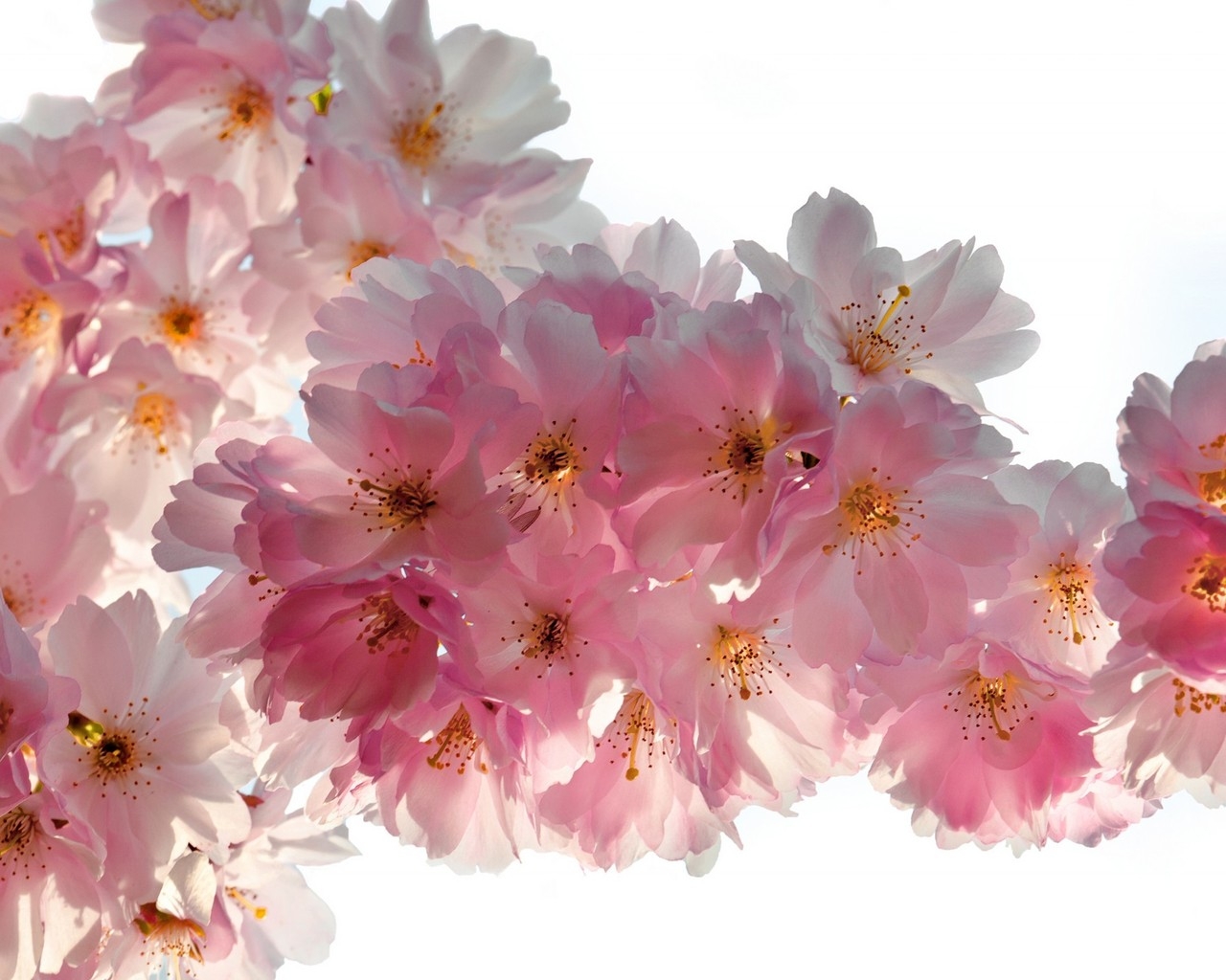 Beautiful Cherry Flowers for 1280 x 1024 resolution