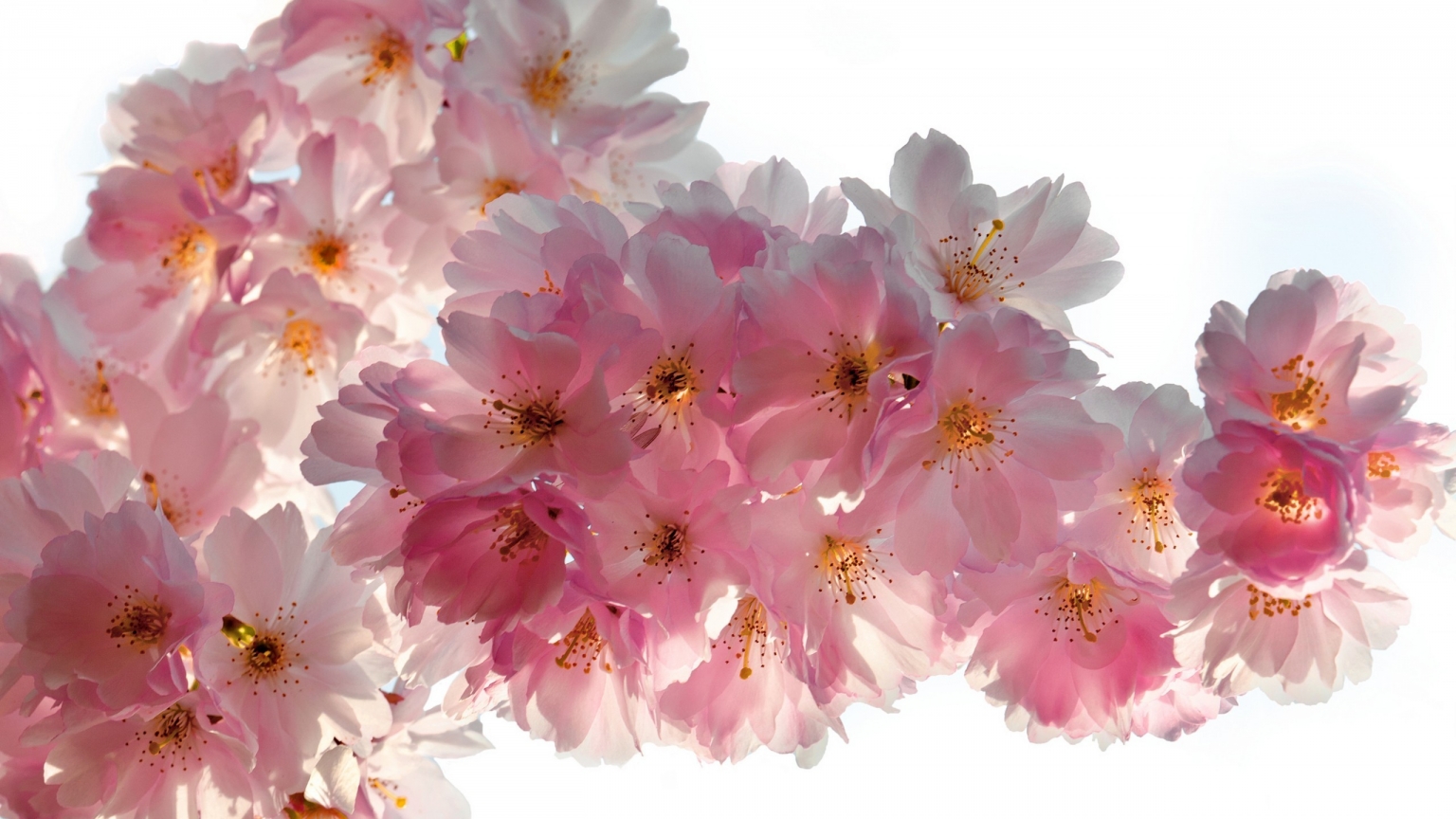 Beautiful Cherry Flowers for 1536 x 864 HDTV resolution
