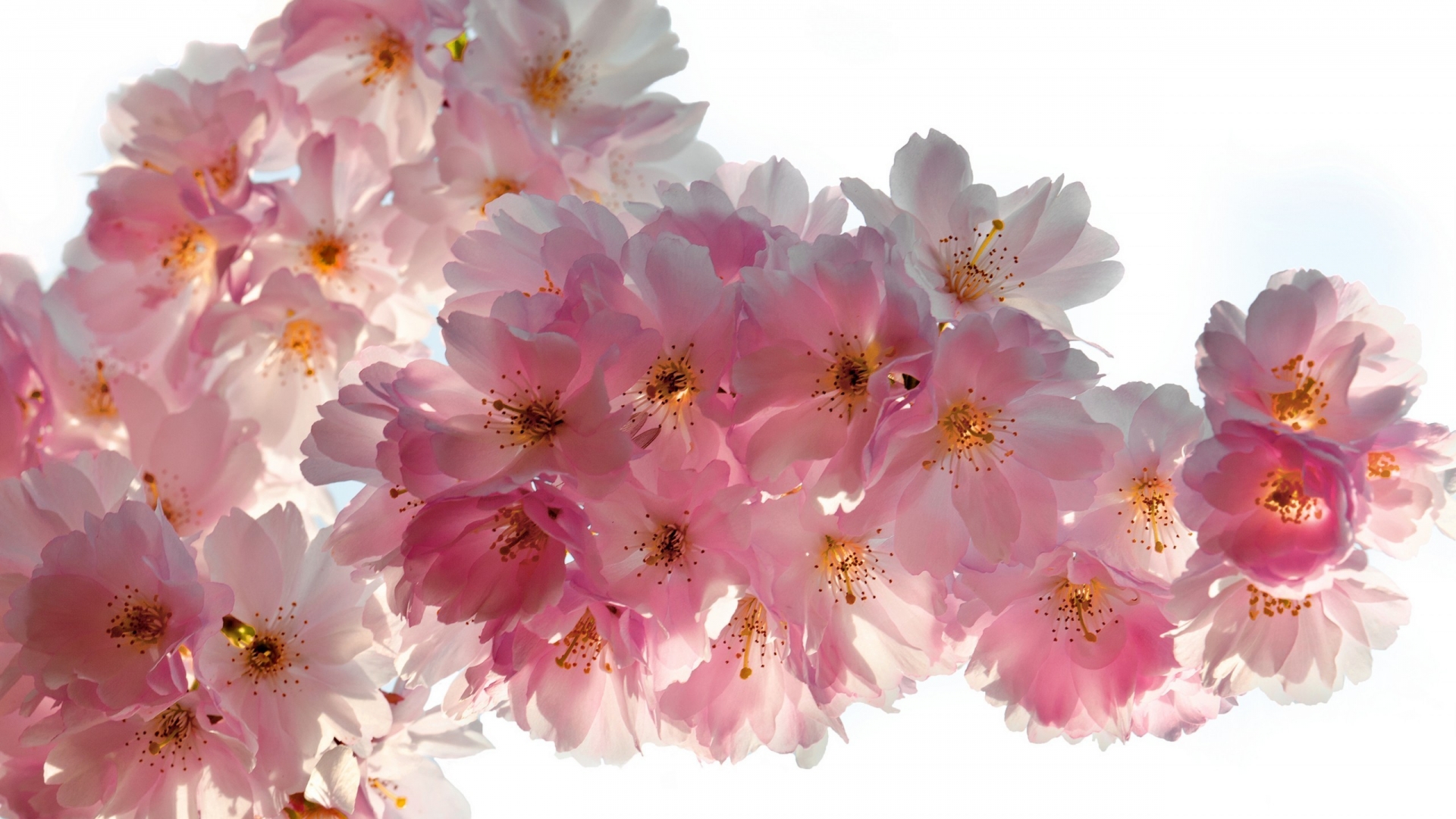 Beautiful Cherry Flowers for 1920 x 1080 HDTV 1080p resolution