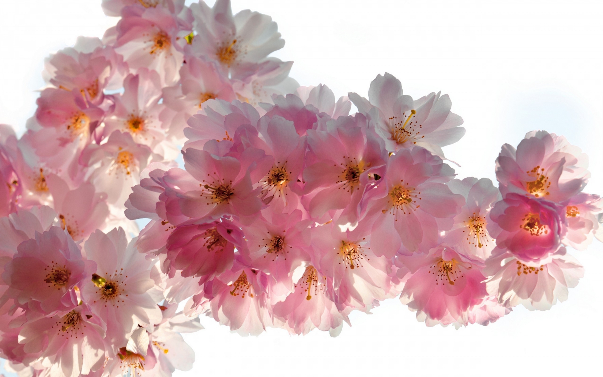 Beautiful Cherry Flowers for 1920 x 1200 widescreen resolution