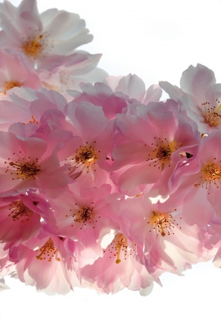 Beautiful Cherry Flowers for 320 x 480 iPhone resolution