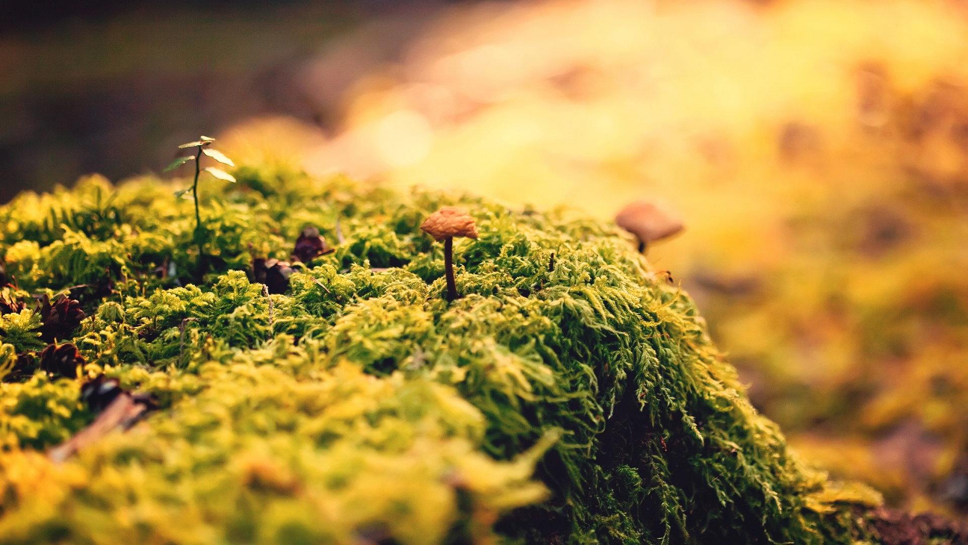 Beautiful Close Up Moss for 1920 x 1080 HDTV 1080p resolution