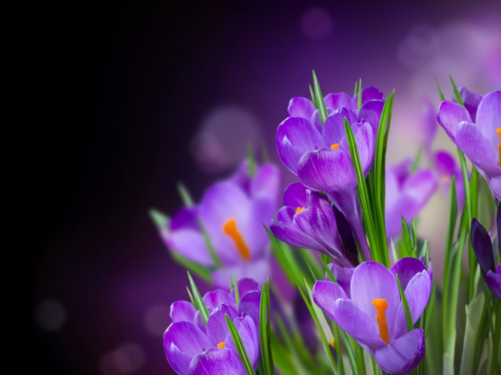 Beautiful Crocus for 1024 x 768 resolution