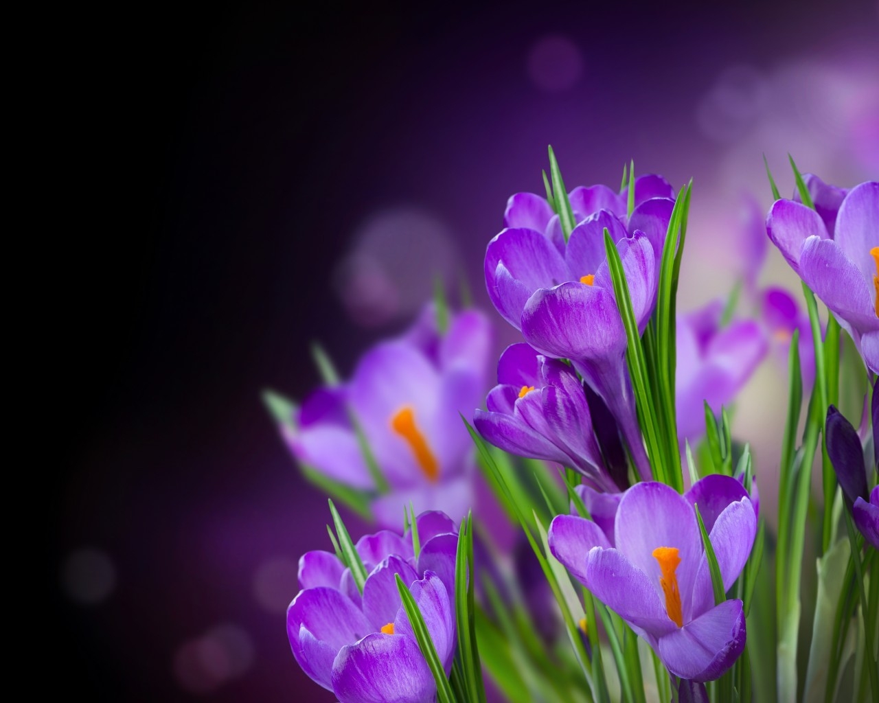 Beautiful Crocus for 1280 x 1024 resolution