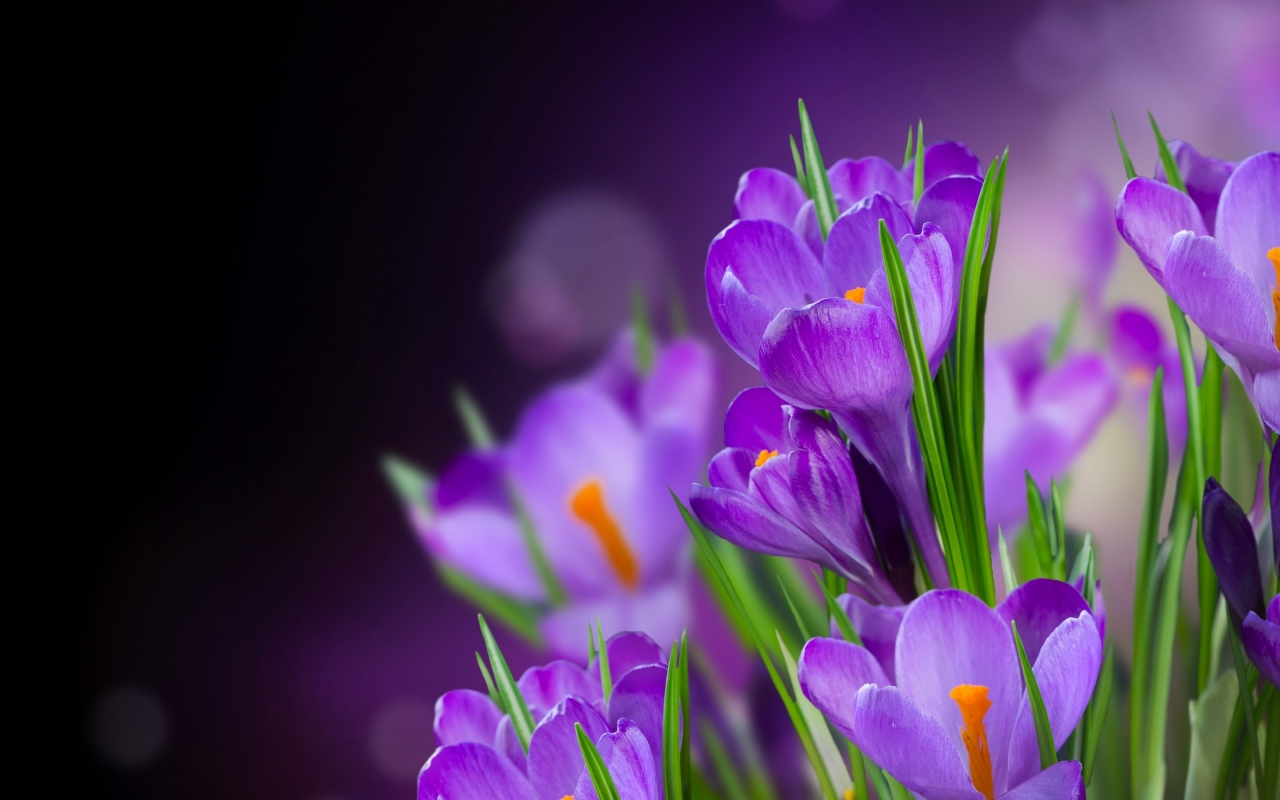 Beautiful Crocus for 1280 x 800 widescreen resolution