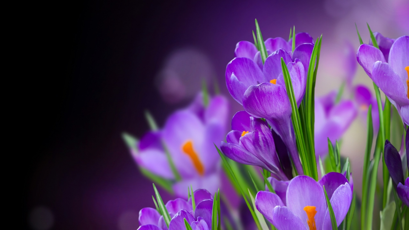 Beautiful Crocus for 1366 x 768 HDTV resolution