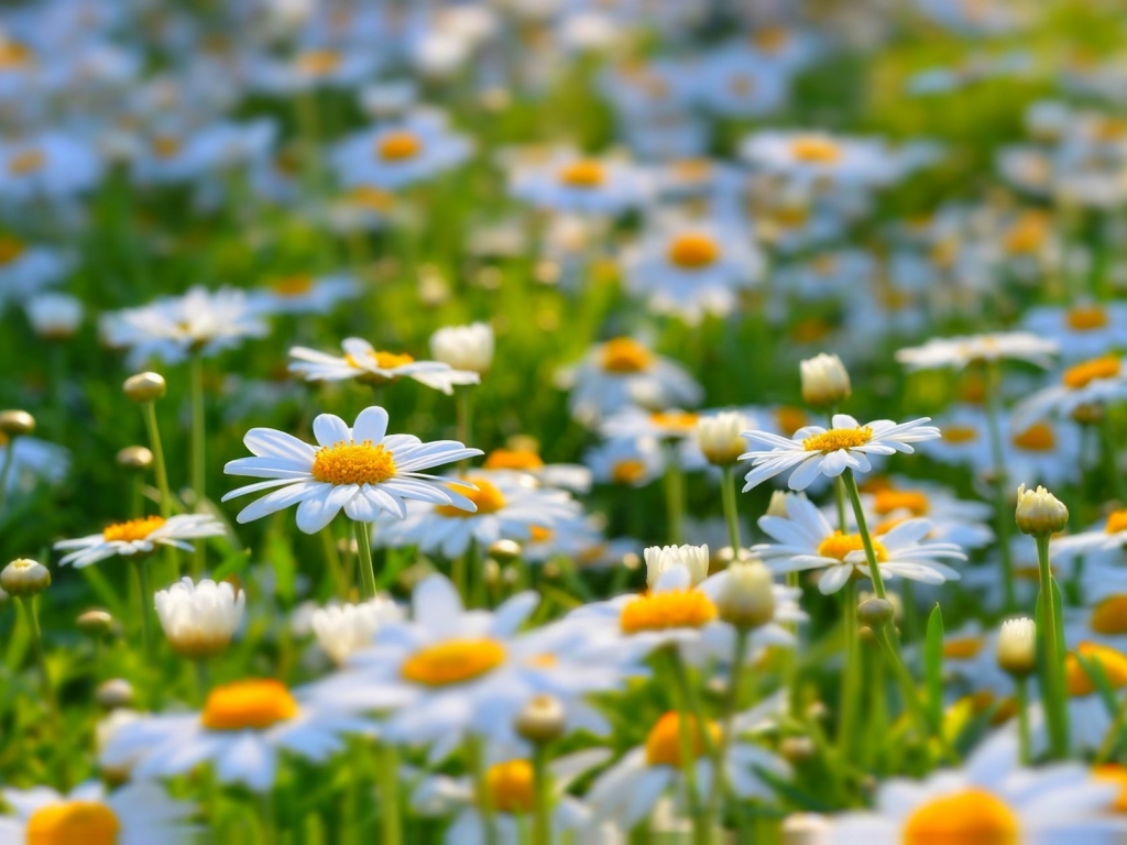 Beautiful Daisies for 1024 x 768 resolution