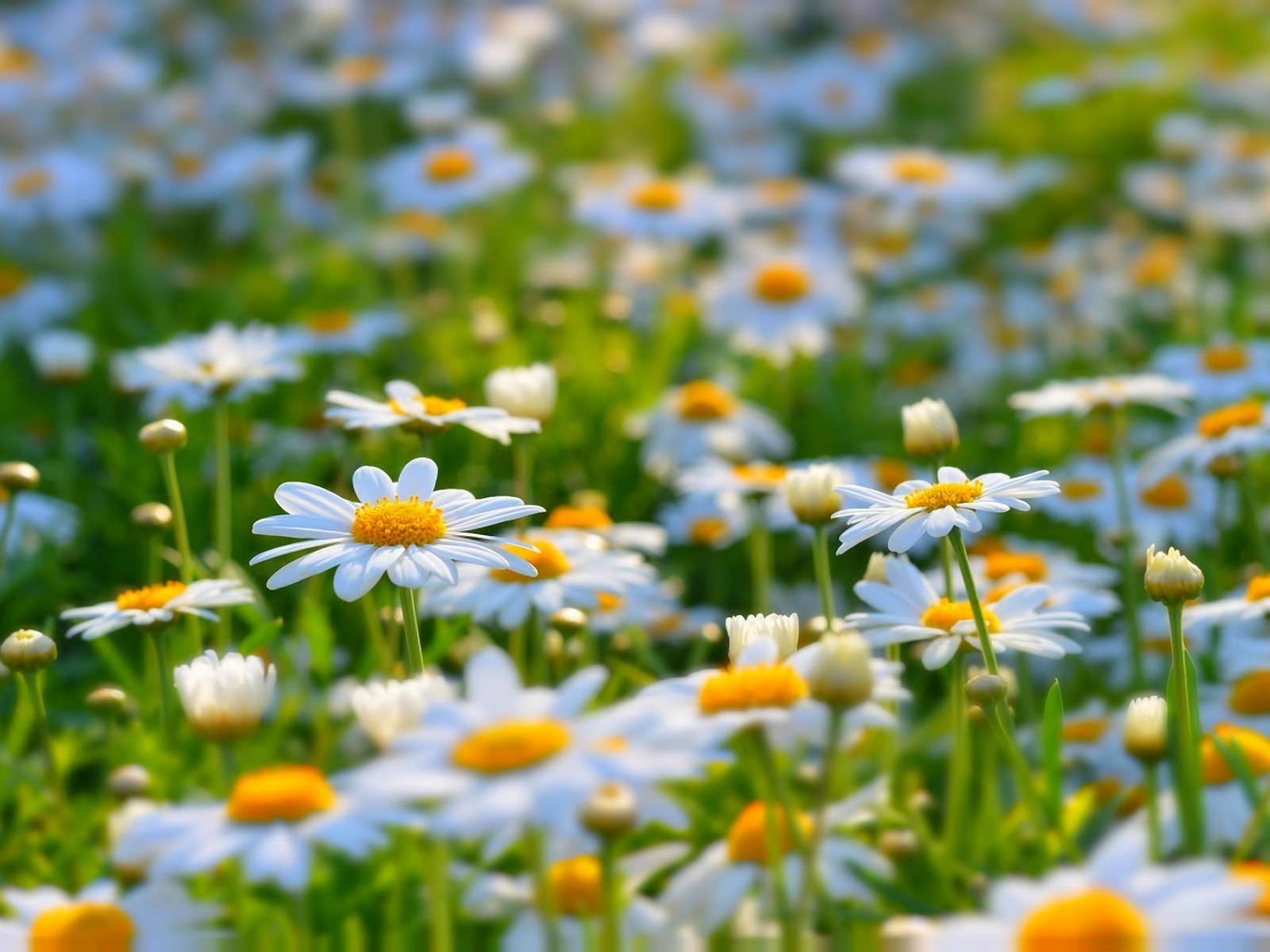 Beautiful Daisies for 1600 x 1200 resolution