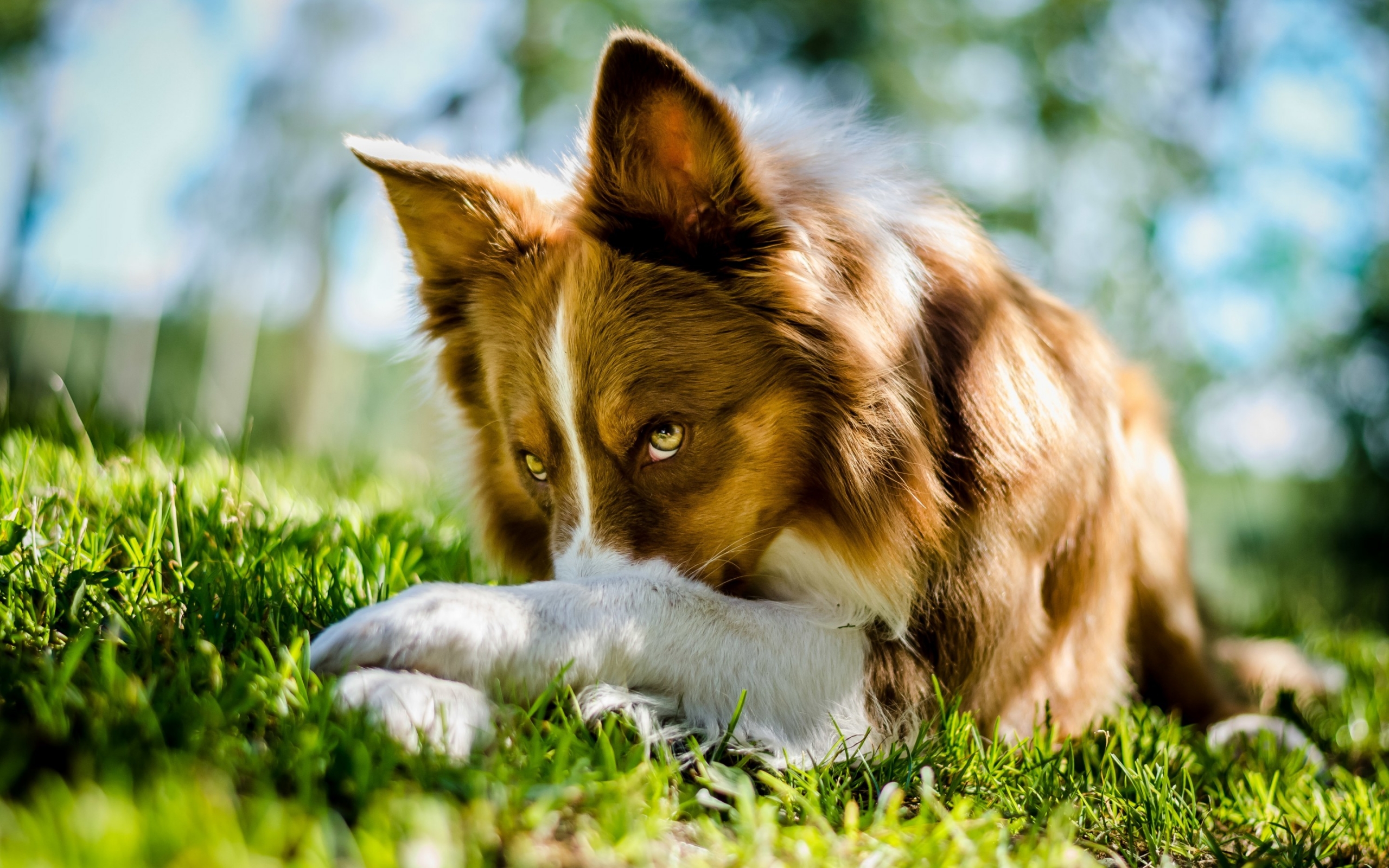 Beautiful Dog Look for 2560 x 1600 widescreen resolution