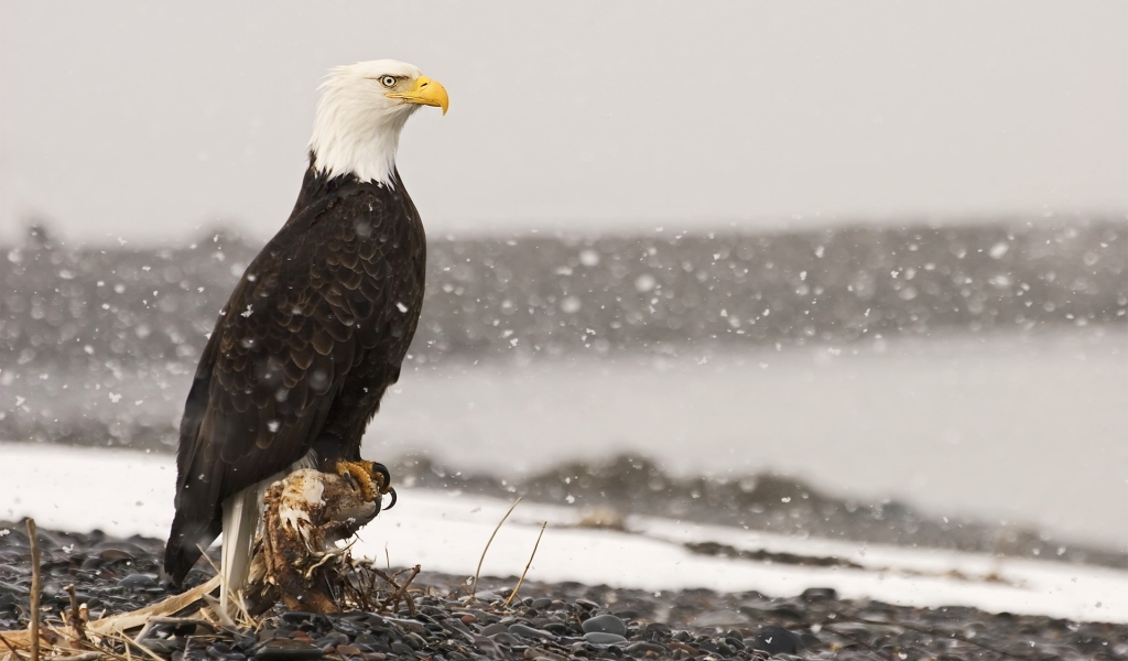 Beautiful Eagle for 1024 x 600 widescreen resolution