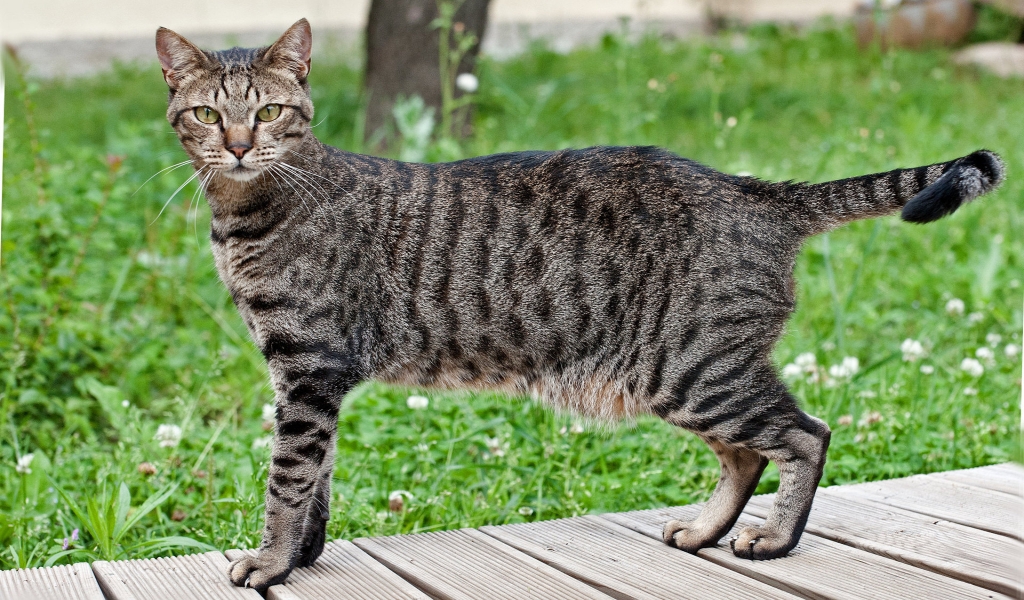 Beautiful Egyptian Mau Cat for 1024 x 600 widescreen resolution