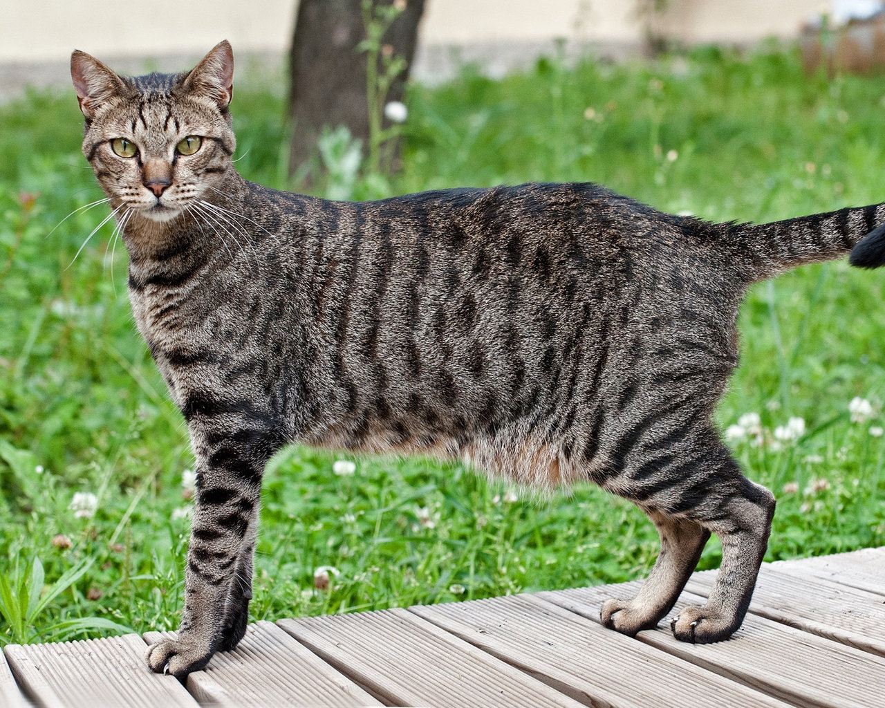 Beautiful Egyptian Mau Cat for 1280 x 1024 resolution