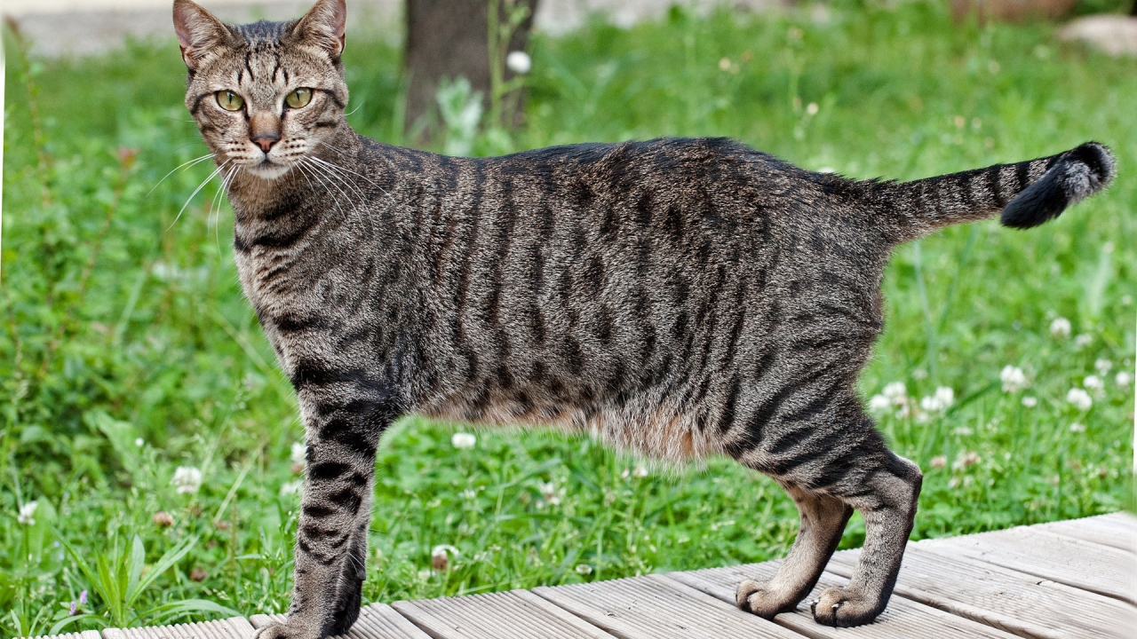 Beautiful Egyptian Mau Cat for 1280 x 720 HDTV 720p resolution