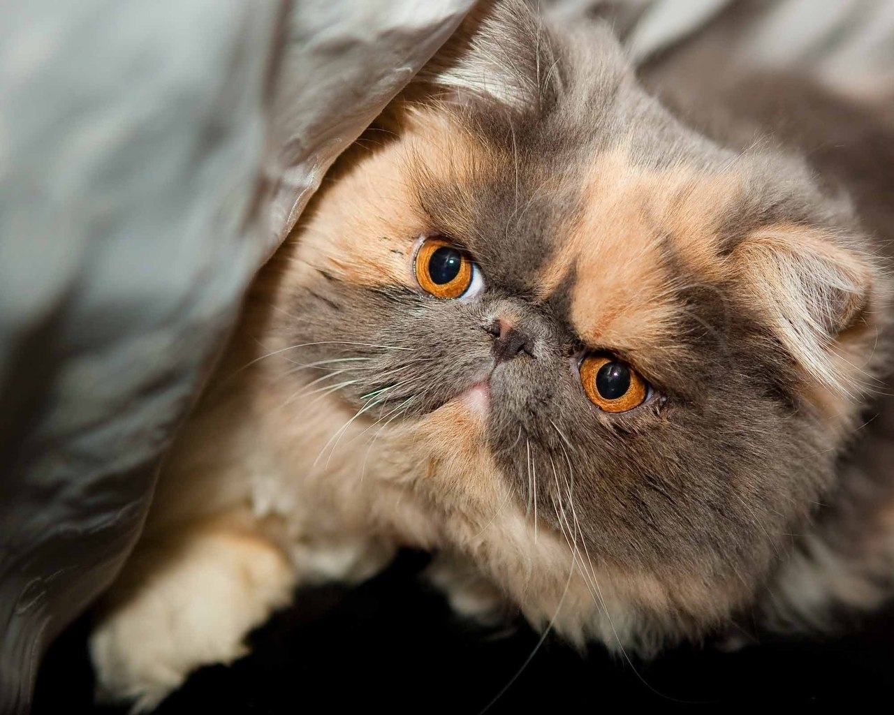 Beautiful Exotic Shorthair for 1280 x 1024 resolution