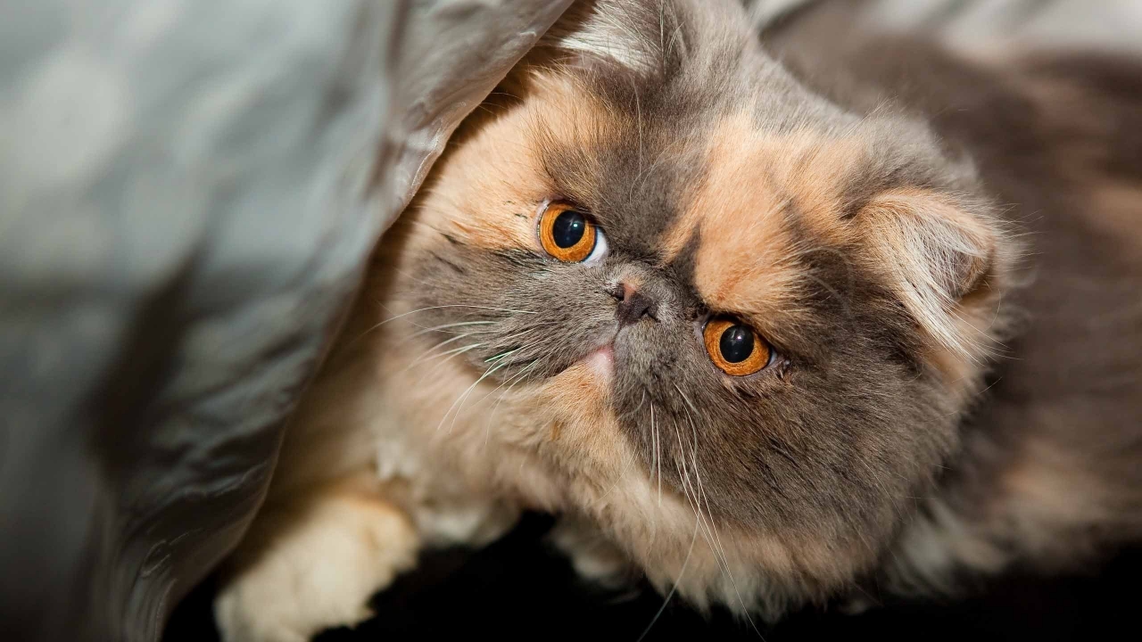 Beautiful Exotic Shorthair for 1280 x 720 HDTV 720p resolution