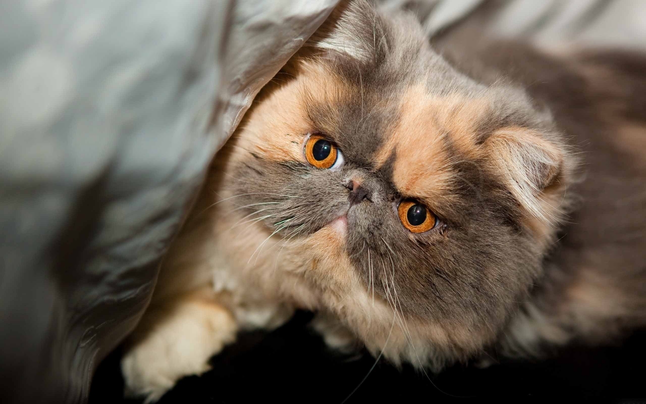 Beautiful Exotic Shorthair for 1280 x 800 widescreen resolution