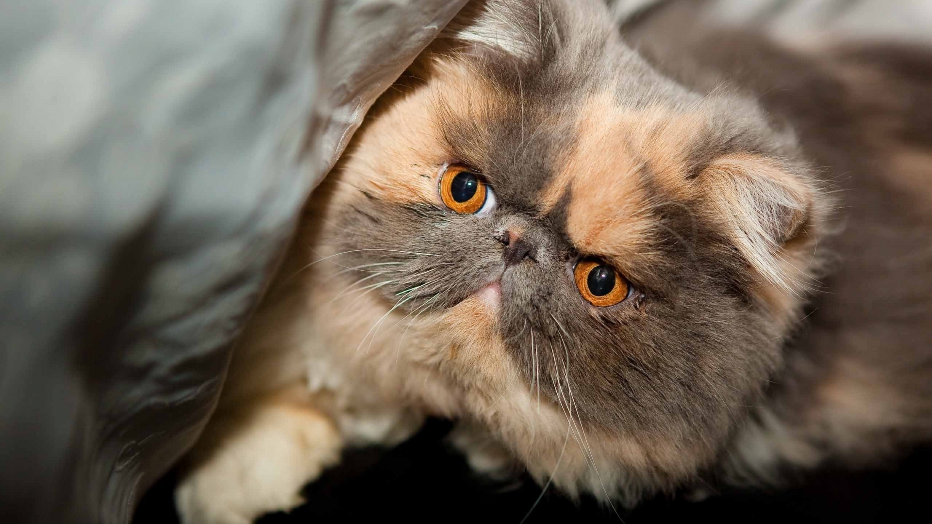 Beautiful Exotic Shorthair for 1920 x 1080 HDTV 1080p resolution
