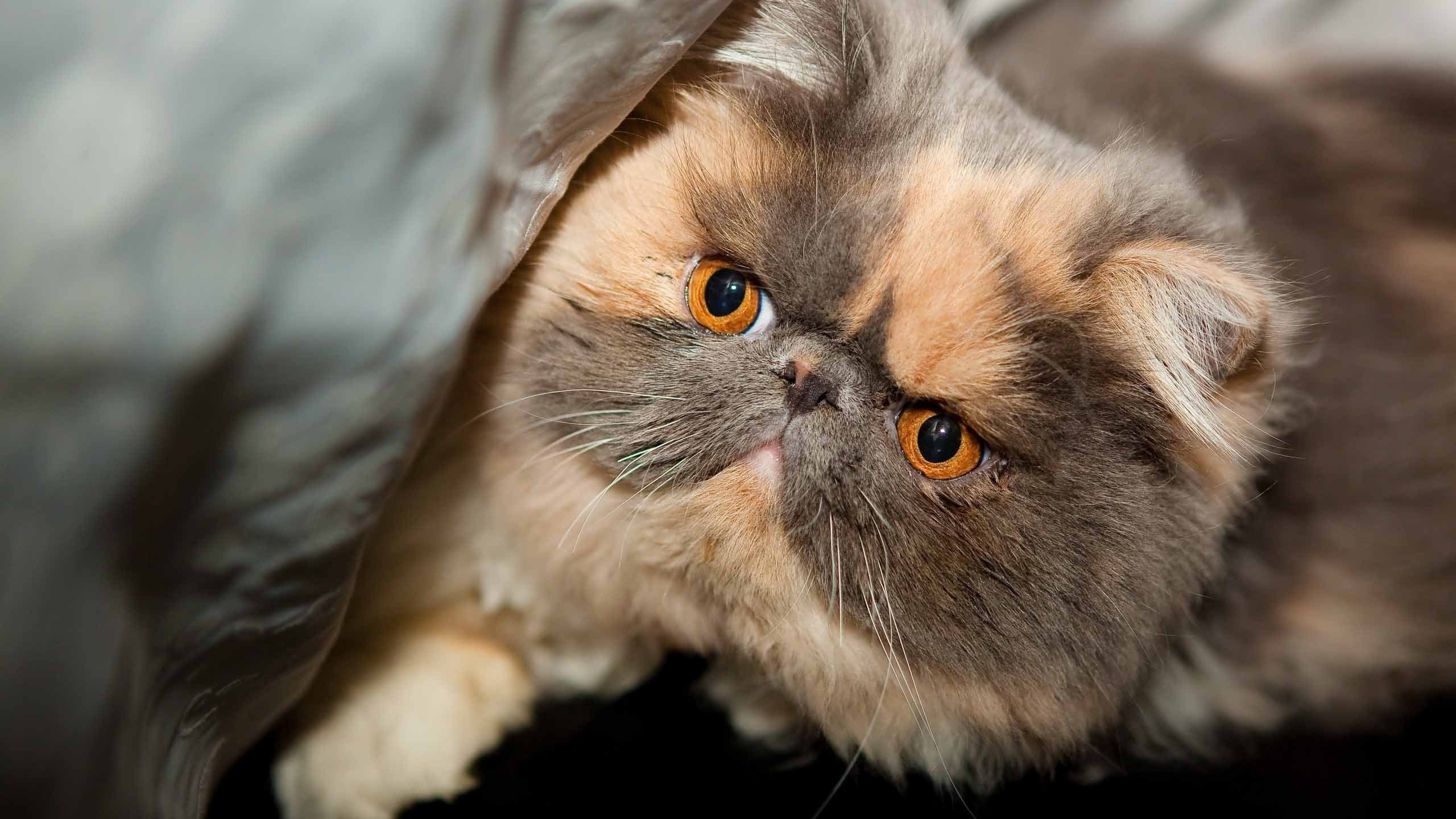Beautiful Exotic Shorthair for 2560x1440 HDTV resolution