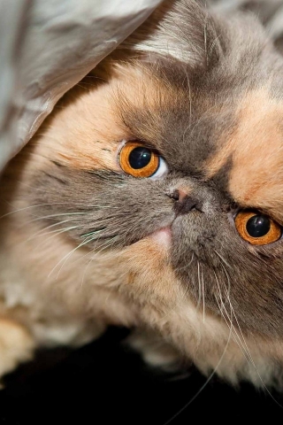 Beautiful Exotic Shorthair for 320 x 480 iPhone resolution