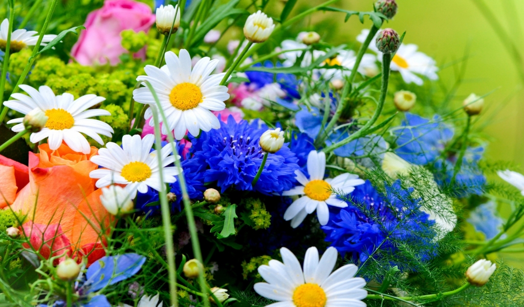 Beautiful Field Flowers for 1024 x 600 widescreen resolution