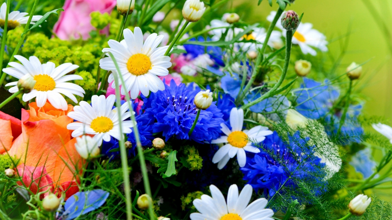 Beautiful Field Flowers for 1366 x 768 HDTV resolution