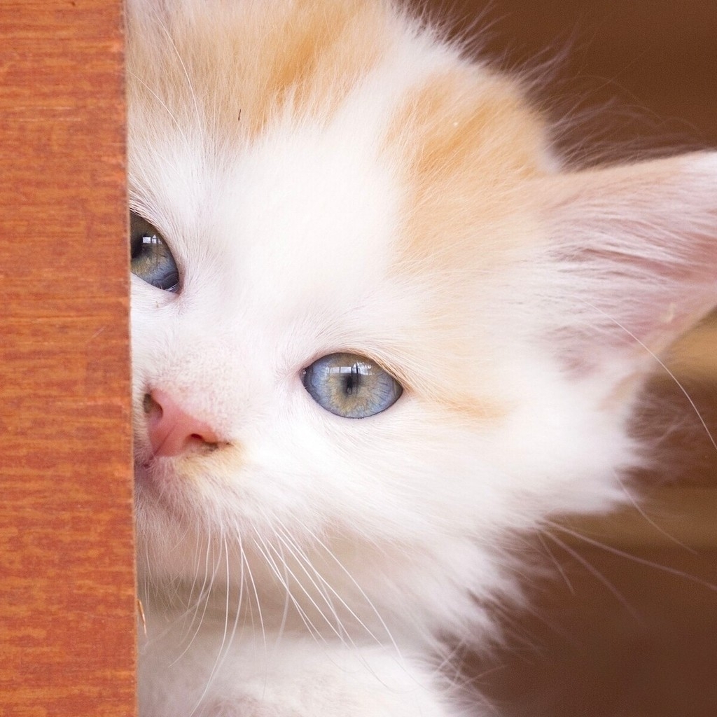 Beautiful Kitty Eyes for 1024 x 1024 iPad resolution