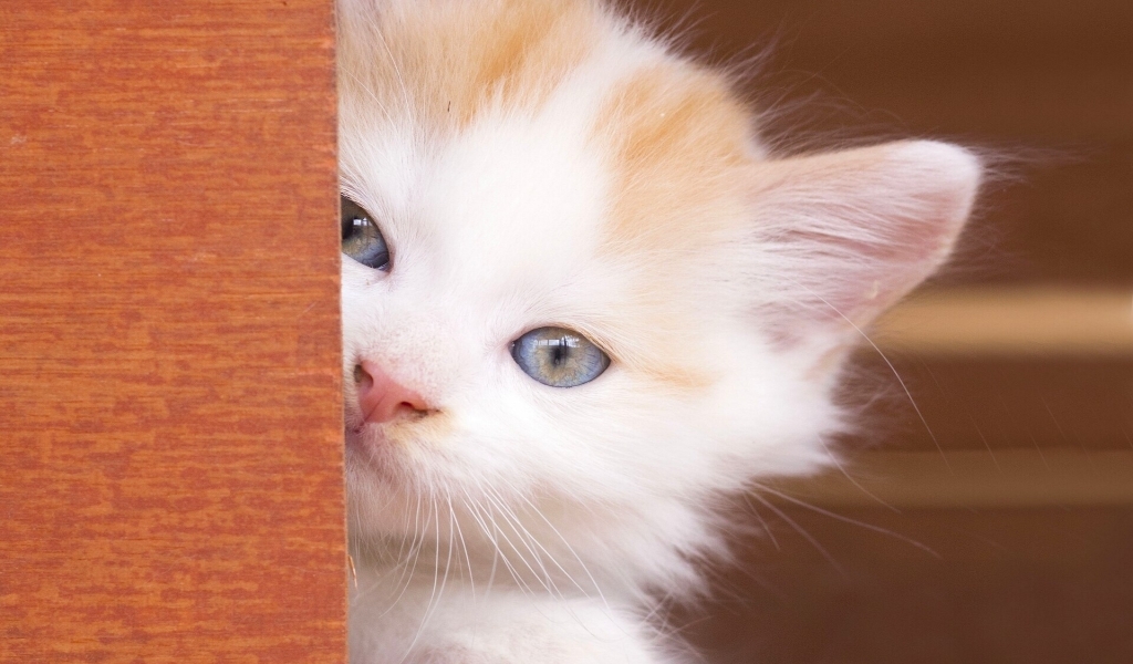 Beautiful Kitty Eyes for 1024 x 600 widescreen resolution
