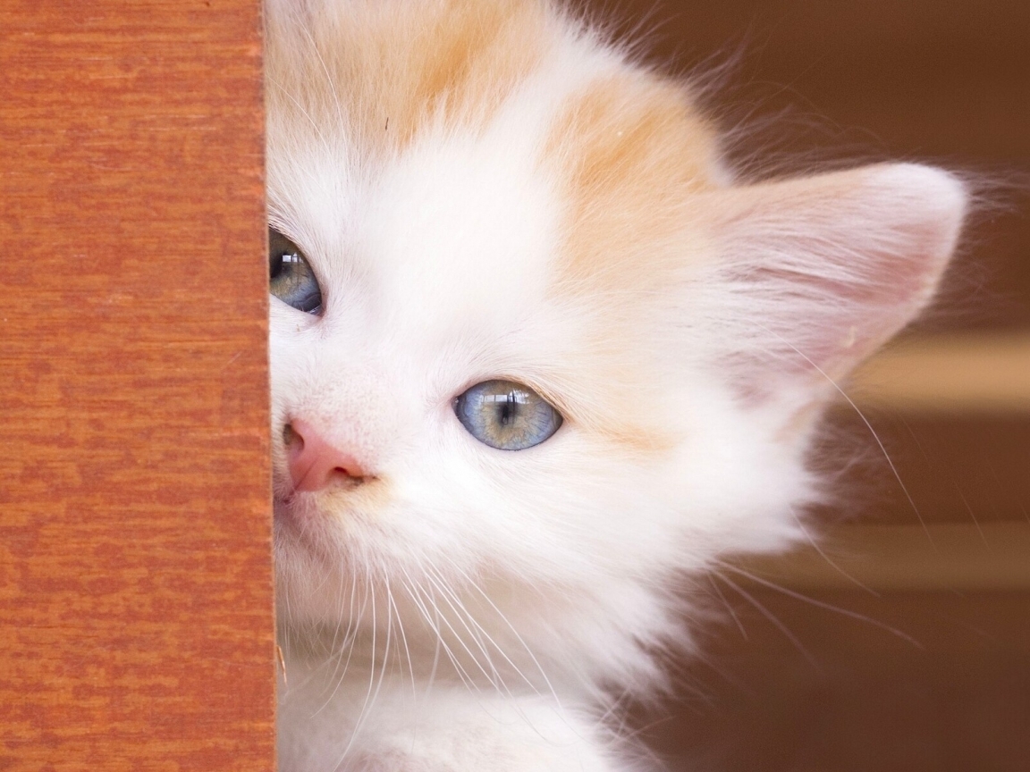 Beautiful Kitty Eyes for 1152 x 864 resolution