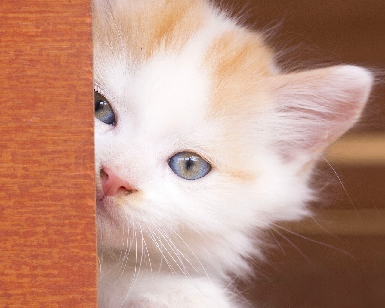 Beautiful Kitty Eyes for 1280 x 1024 resolution