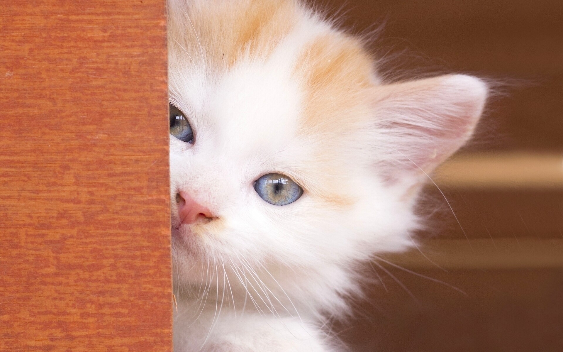Beautiful Kitty Eyes for 1920 x 1200 widescreen resolution
