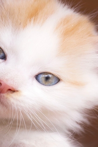 Beautiful Kitty Eyes for 320 x 480 iPhone resolution