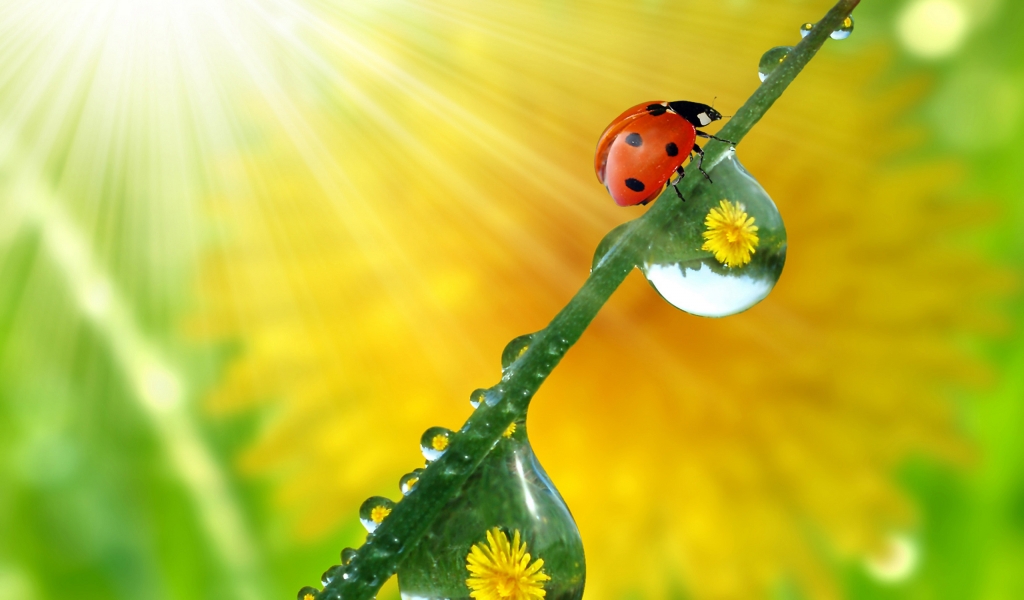 Beautiful ladybug for 1024 x 600 widescreen resolution