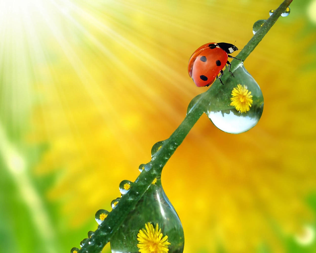 Beautiful ladybug for 1280 x 1024 resolution