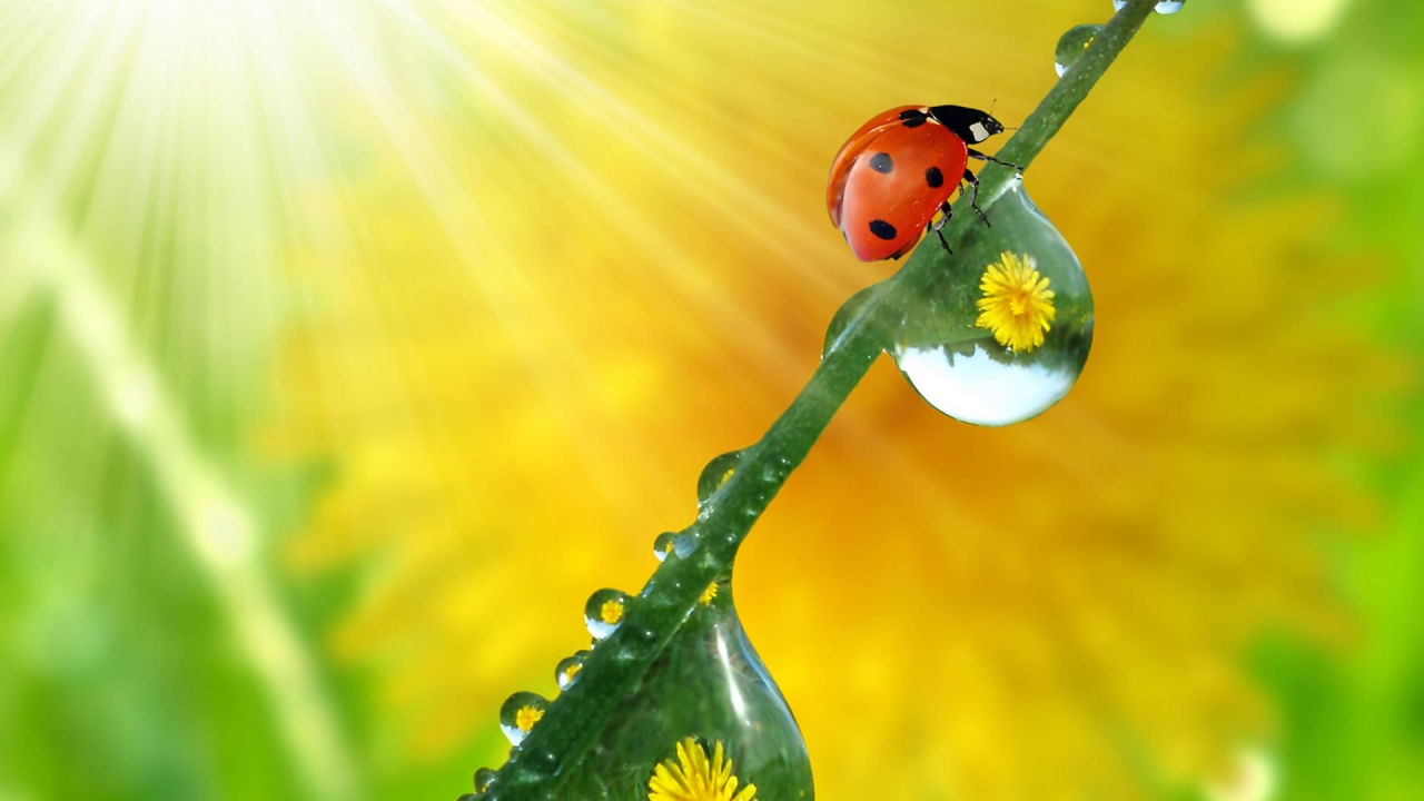 Beautiful ladybug for 1280 x 720 HDTV 720p resolution
