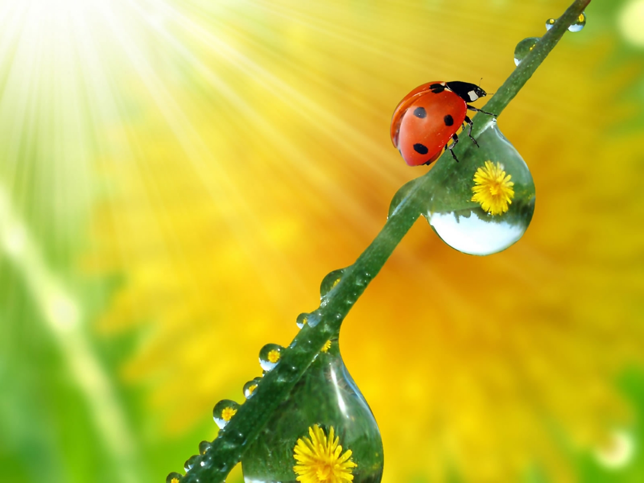 Beautiful ladybug for 1280 x 960 resolution
