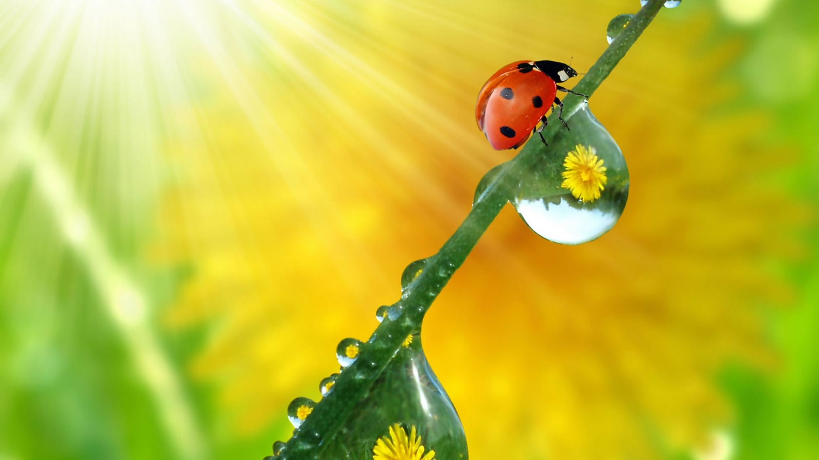 Beautiful ladybug for 1680 x 945 HDTV resolution