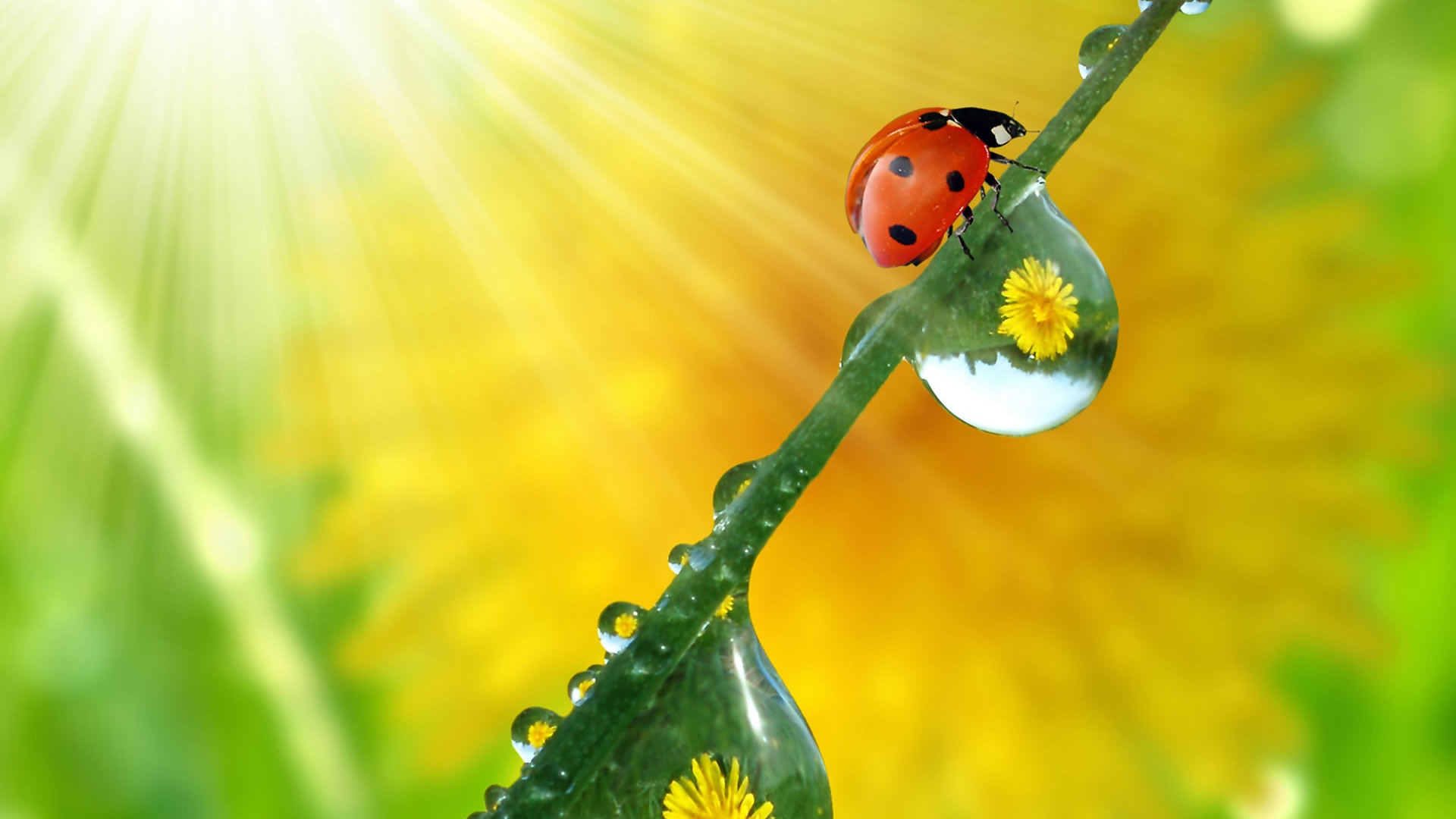 Beautiful ladybug for 1920 x 1080 HDTV 1080p resolution