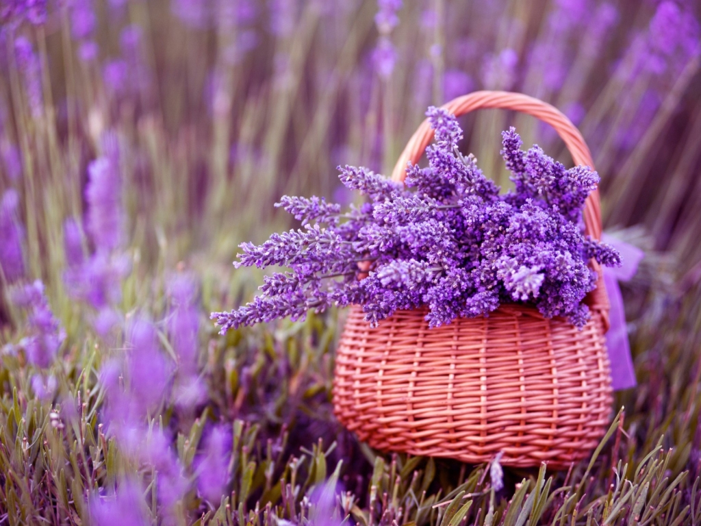 Beautiful Lavender Flowers for 1024 x 768 resolution