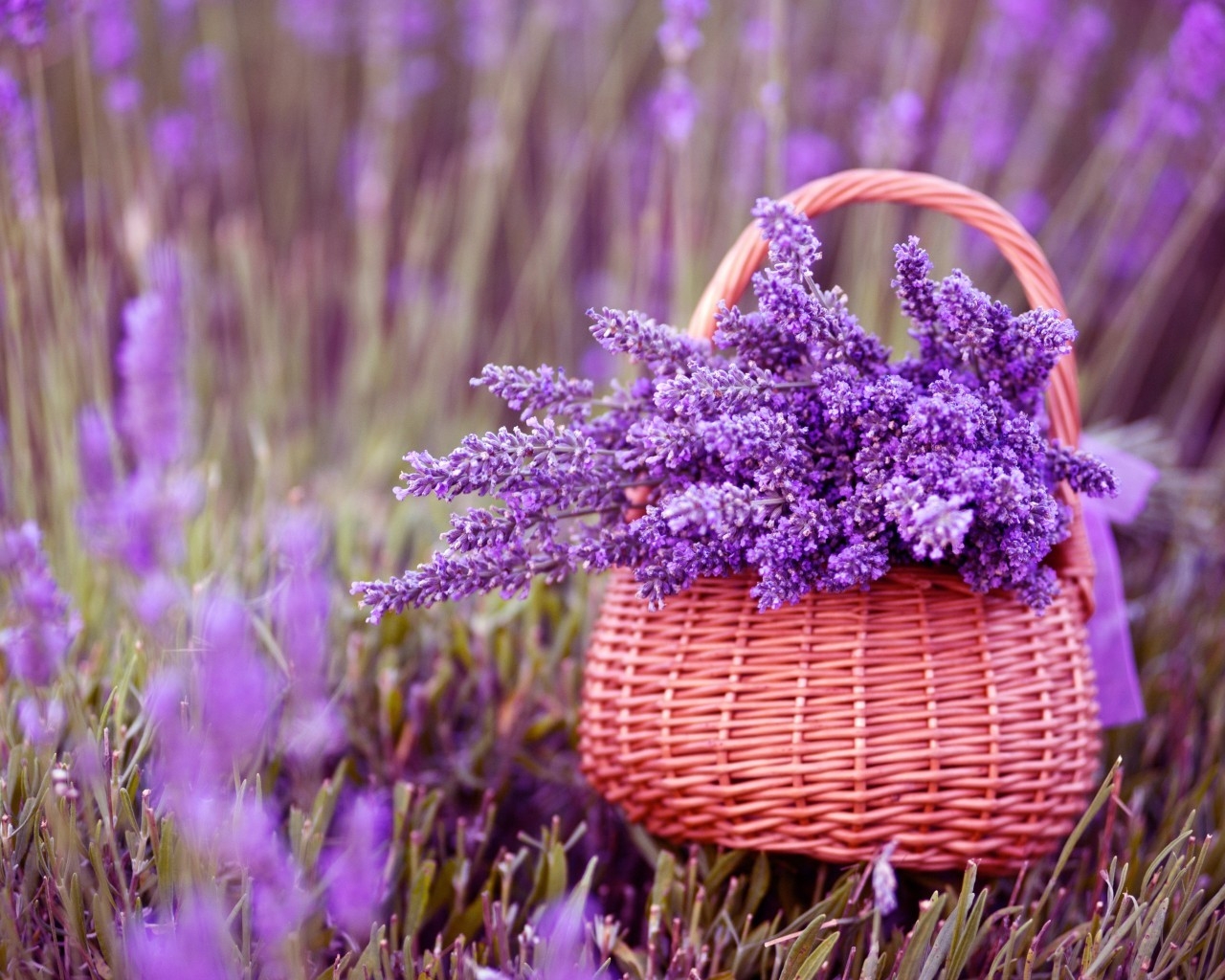 Beautiful Lavender Flowers for 1280 x 1024 resolution