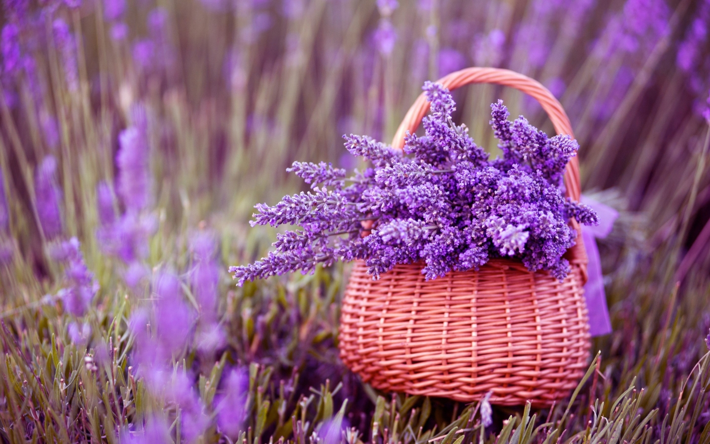Beautiful Lavender Flowers for 1440 x 900 widescreen resolution