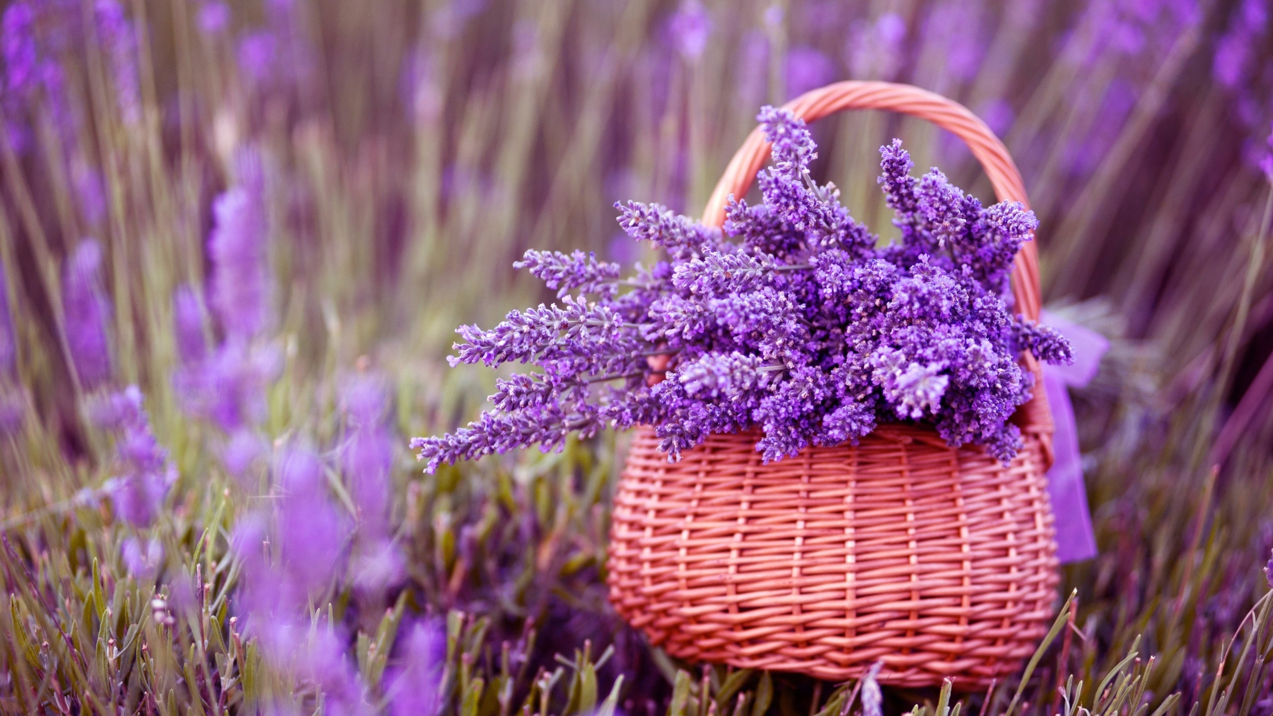 Beautiful Lavender Flowers for 2560x1440 HDTV resolution
