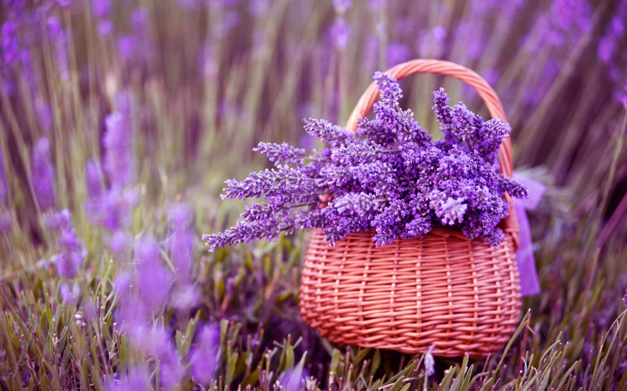 Beautiful Lavender Flowers for 2560 x 1600 widescreen resolution