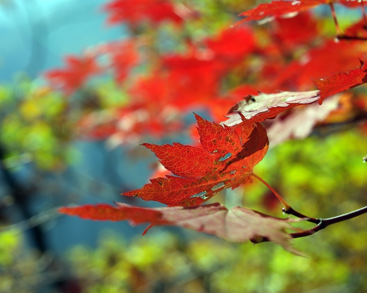 Beautiful Leaf Autumn for 1280 x 1024 resolution