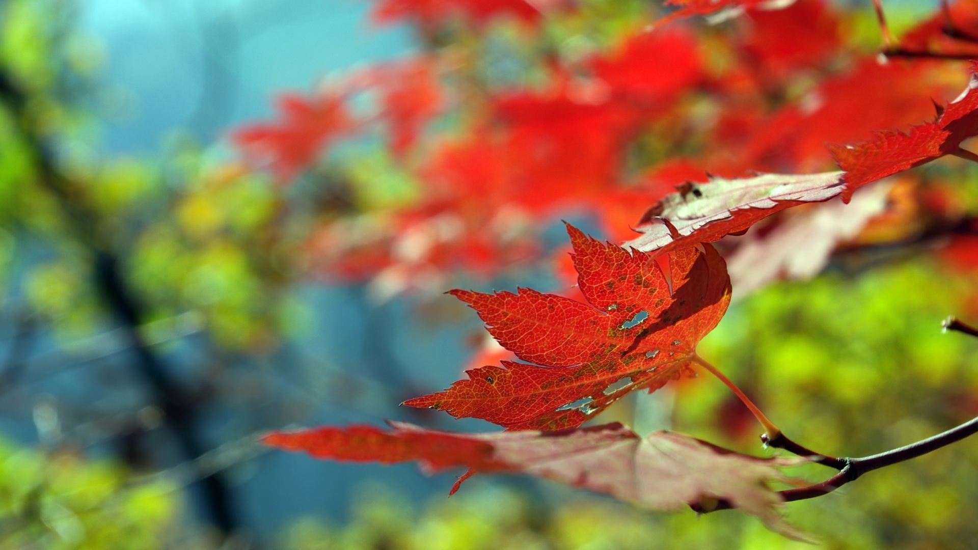 Beautiful Leaf Autumn 1920 x 1080 HDTV 1080p Wallpaper