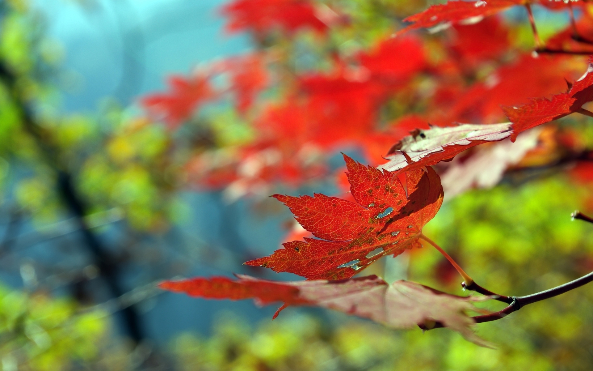Beautiful Leaf Autumn for 1920 x 1200 widescreen resolution