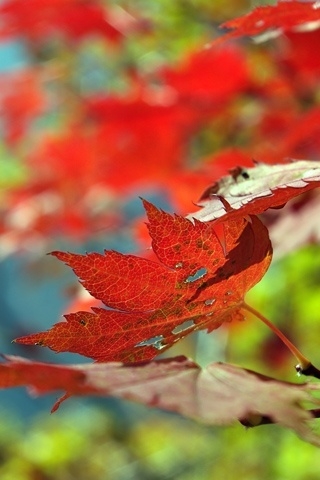 Beautiful Leaf Autumn for 320 x 480 iPhone resolution
